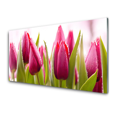 Tableau imprimé sur verre Tulipes et rosée