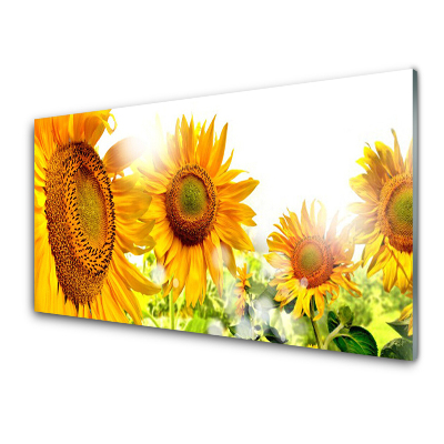 Tableau photo sur verre Tournesols