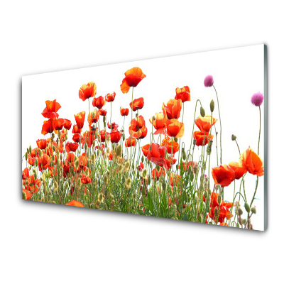 Tableau imprimé sur verre Coquelicots Nature plante