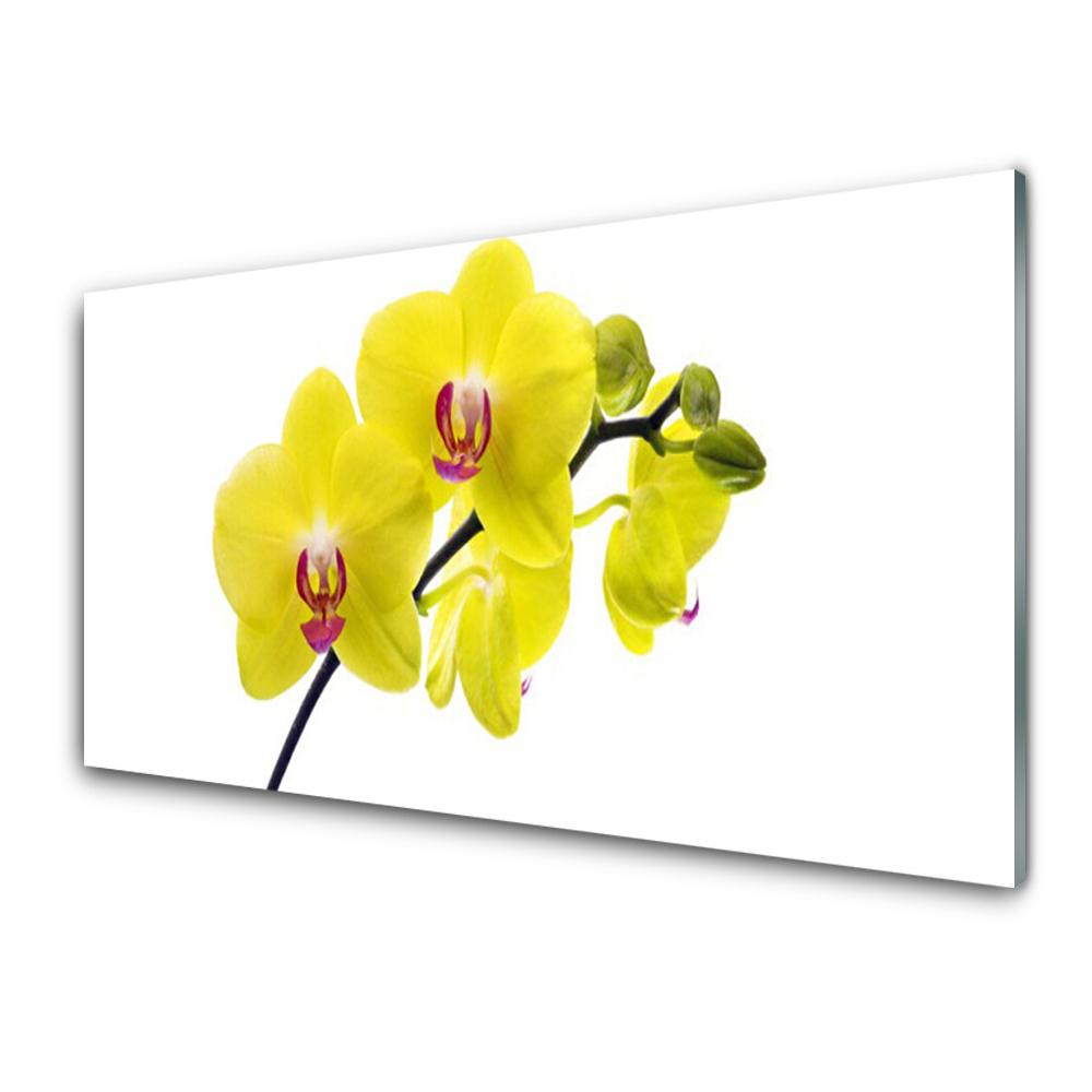 Tableau imprimé sur verre Orchidées jaunes fond blanc