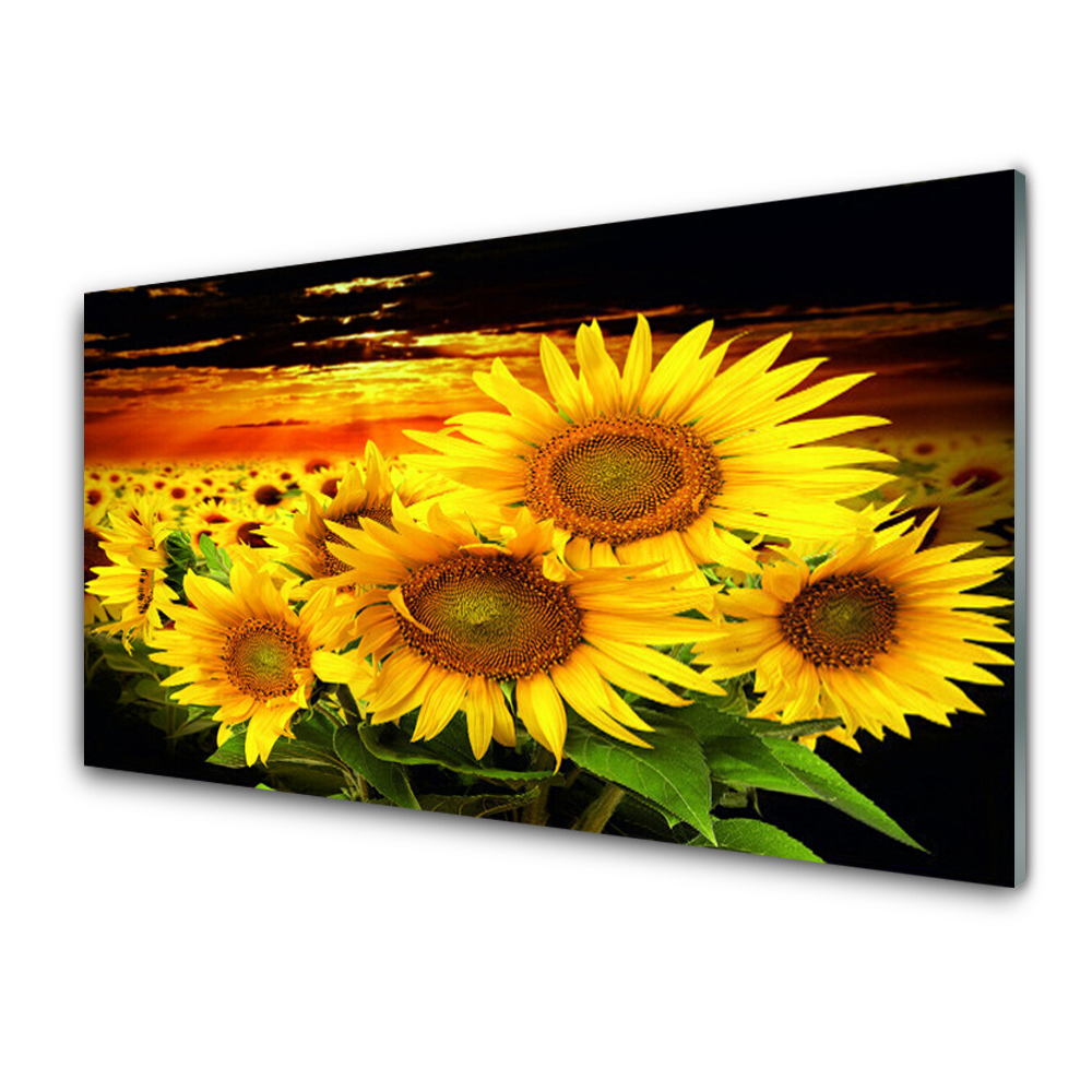 Tableau photo sur verre Tournesols Fleurs plante