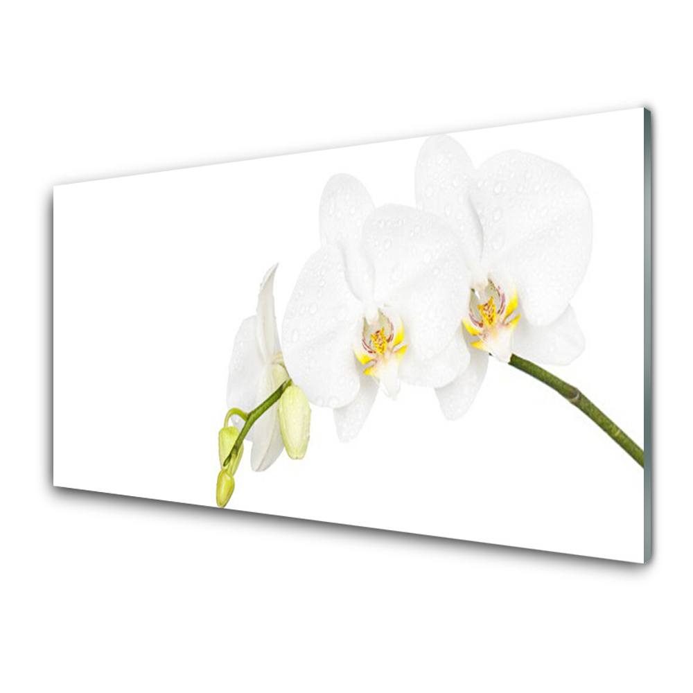 Tableau photo sur verre Fleur d'orchidée blanche