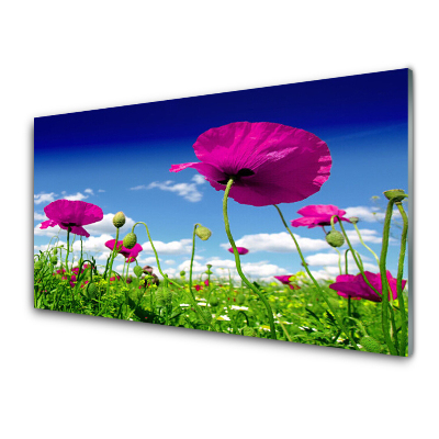 Tableau imprimé sur verre Fleurs de prairie Ciel Nature