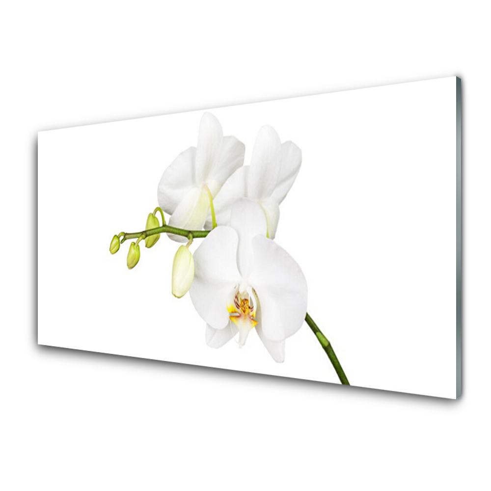 Tableau photo sur verre Orchidée fleurs blanches