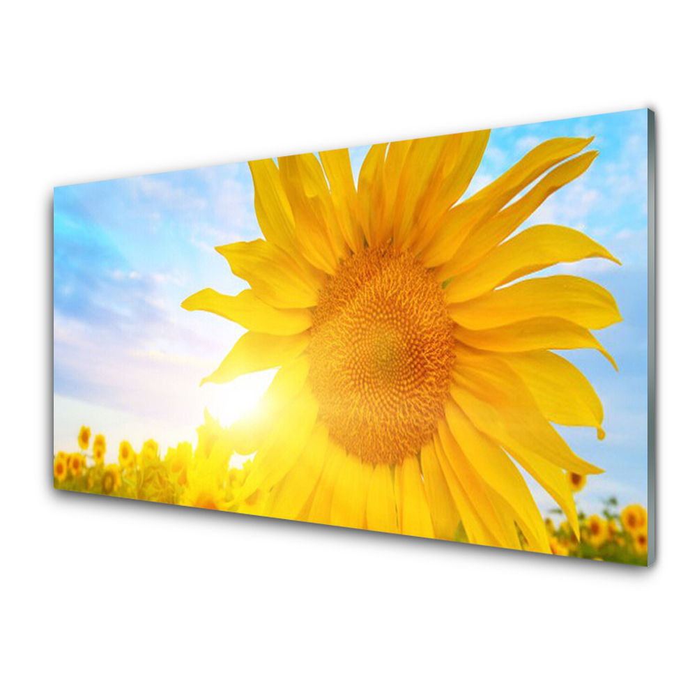 Tableau photo sur verre Tournesol