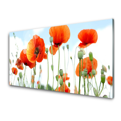 Tableau photo sur verre Fleurs de coquelicot plantes des champs