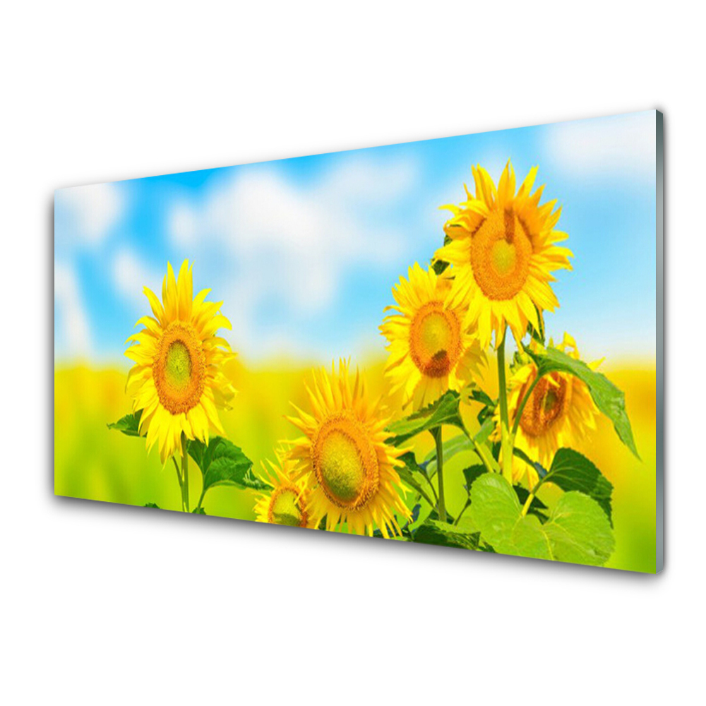 Tableau photo sur verre Tournesols sur fond de champ