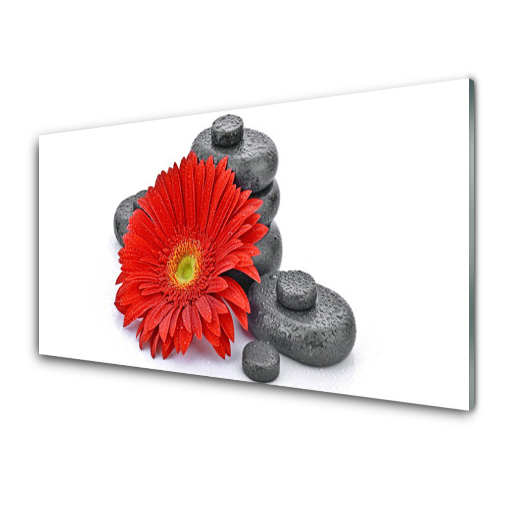 Tableau en verre Fleur de gerbera rouge Pierres