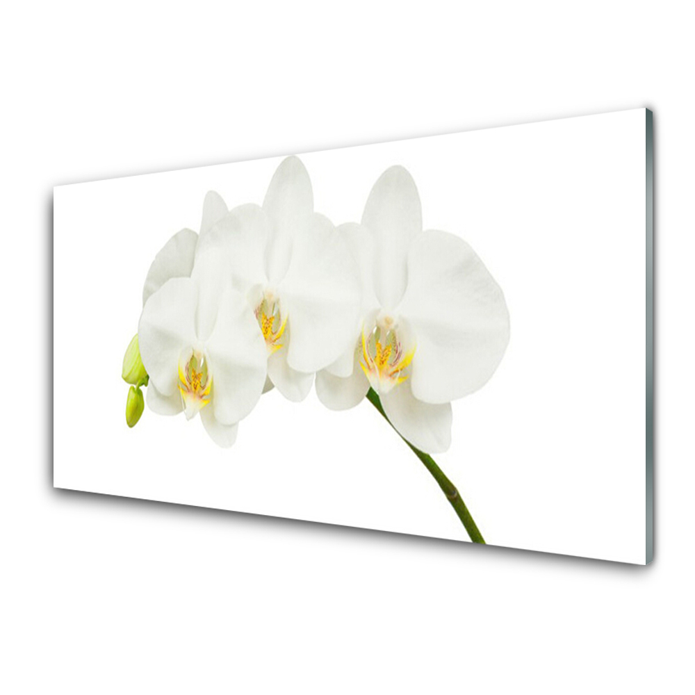Tableau en verre Tiges de fleurs d'orchidées blanches