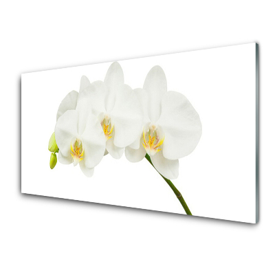 Tableau en verre Tiges de fleurs d'orchidées blanches