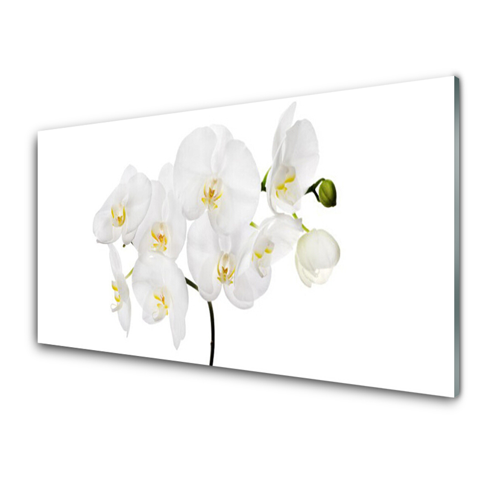 Tableau photo sur verre Orchidée blanche