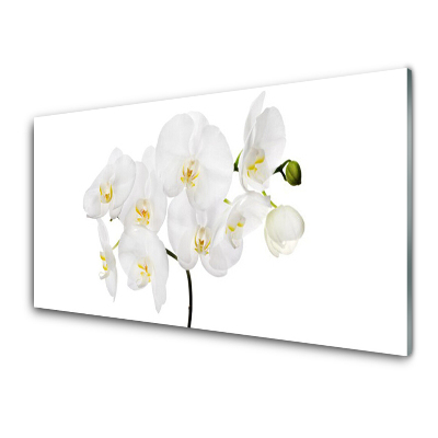 Tableau photo sur verre Orchidée blanche