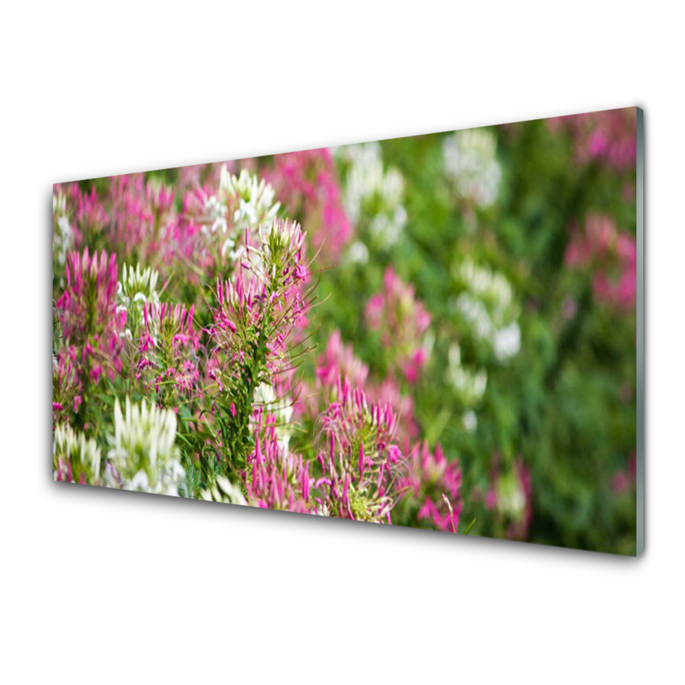 Tableau sur verre Fleurs des champs Gros plan