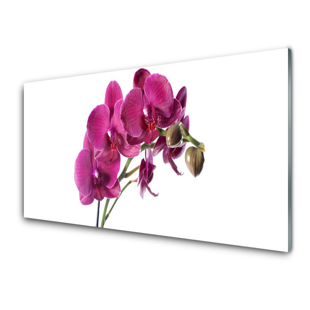 Tableau verre imprimé Fleurs d'orchidées sur fond blanc