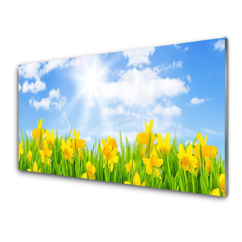 Tableau photo sur verre Prairie de jonquilles ciel bleu