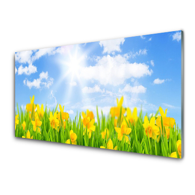Tableau photo sur verre Prairie de jonquilles ciel bleu