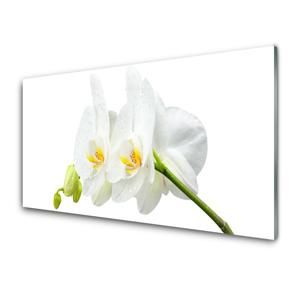 Tableau photo sur verre Fleur d'orchidée à pétales blancs
