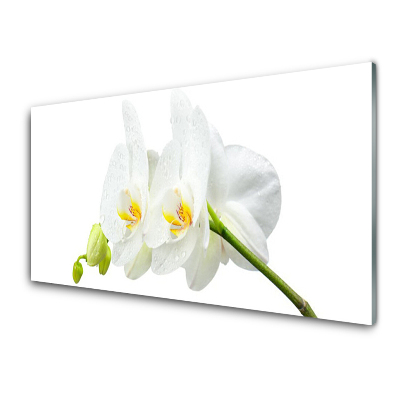 Tableau photo sur verre Fleur d'orchidée à pétales blancs