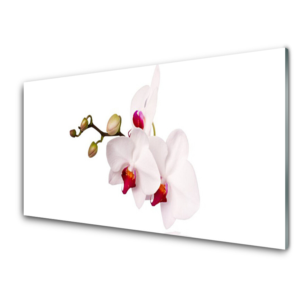 Tableau imprimé sur verre Fleurs Orchidée blanche et rouge
