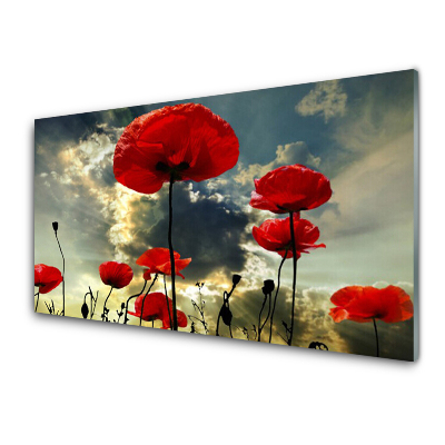 Tableau photo sur verre Fleurs de coquelicots rouges dans une prairie