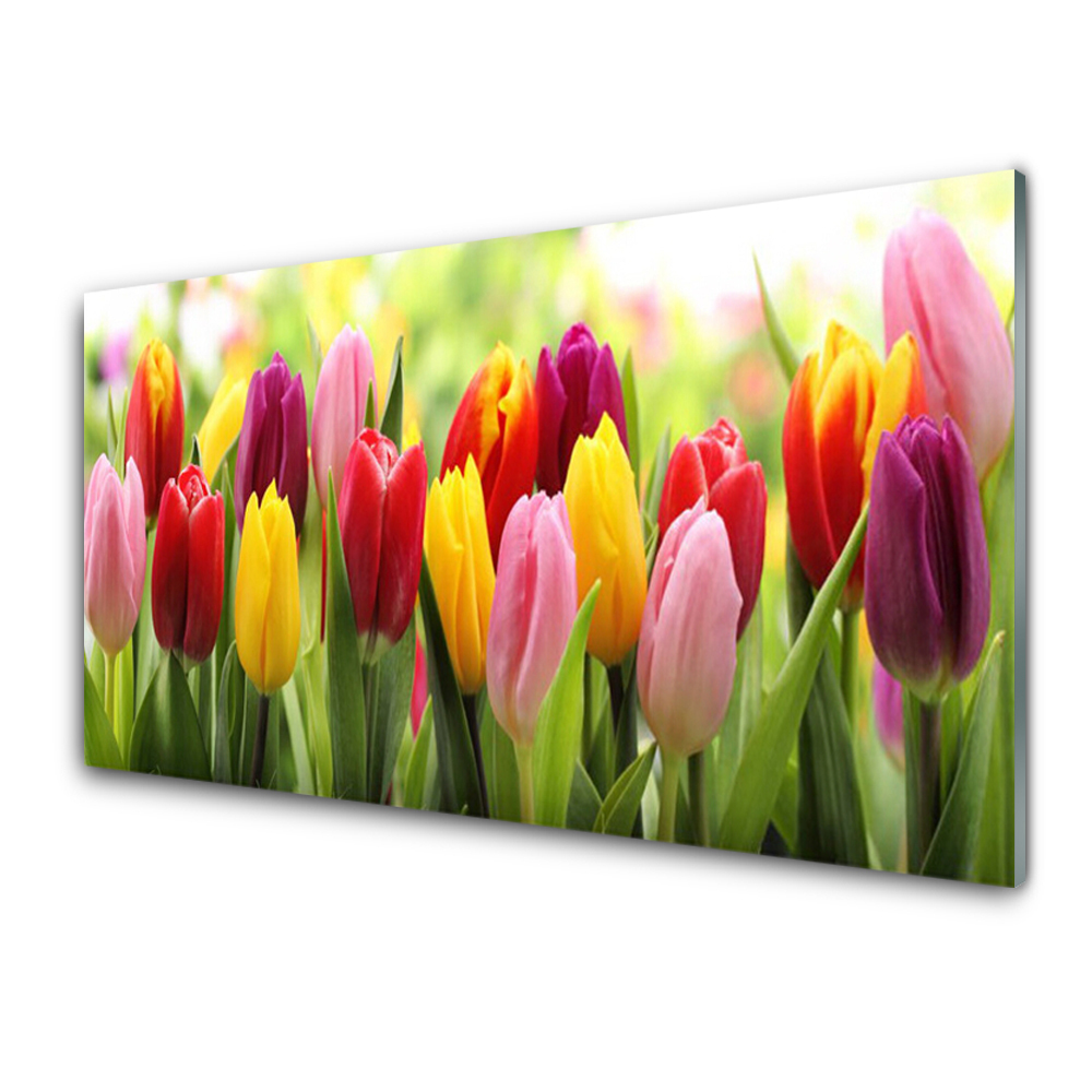 Tableau photo sur verre Tulipes colorées Fleurs de la nature