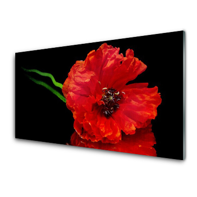 Tableau imprimé sur verre Fleur de coquelicot sur fond noir