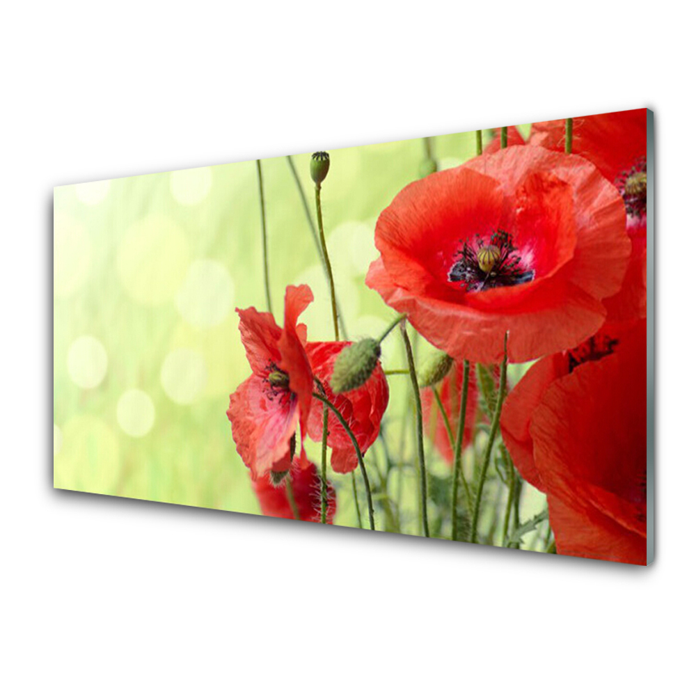 Tableau verre imprimé Coquelicots Fleurs Gros plan