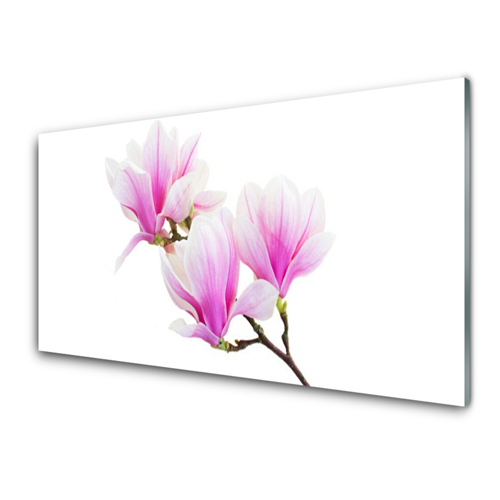 Tableau imprimé sur verre Fleurs de magnolia sur une branche