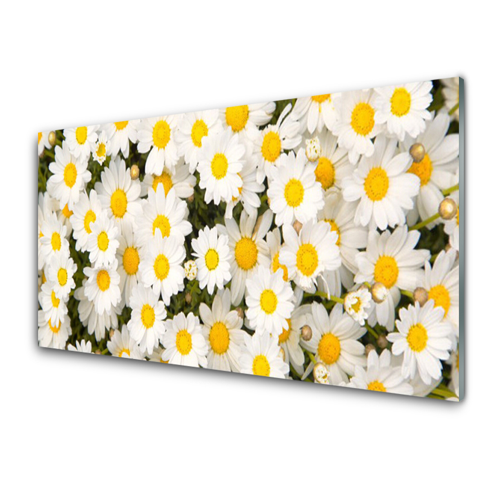 Tableau sur verre Fond de fleurs de marguerite