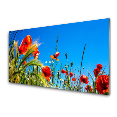 Tableau verre imprimé Coquelicots et céréales dans une prairie