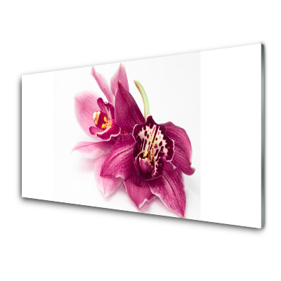 Tableau photo sur verre Fleurs rose foncé sur fond blanc