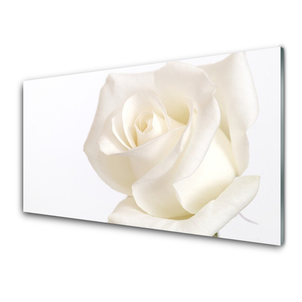 Tableau verre imprimé Fleurs de roses blanches nature