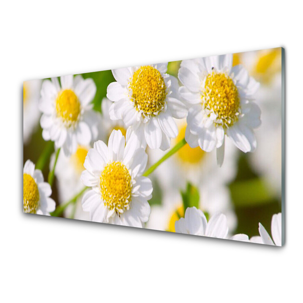 Tableau photo sur verre Marguerite blanche fleurs nature