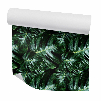 Papier peint Monstera vert foncé